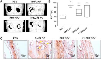 Functionality of lyophilized osteoinductive EVs: a mechanistic study